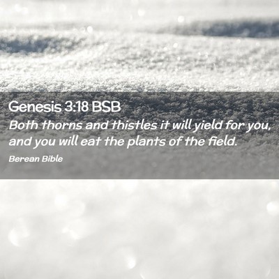 Picture 02 - Genesis 3:18 BSB - Both thorns and thistles it will yield for you, - Bible Verse Picture