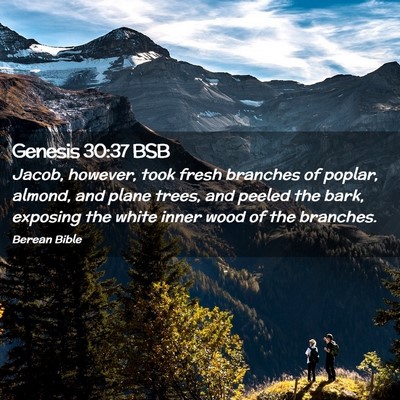 Picture 02 - Genesis 30:37 BSB - Jacob, however, took fresh branches of poplar, - Bible Verse Picture