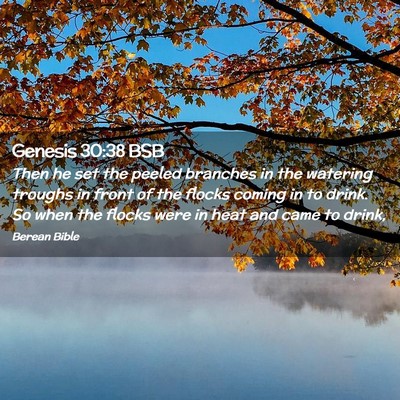Picture 02 - Genesis 30:38 BSB - Then he set the peeled branches in the watering - Bible Verse Picture
