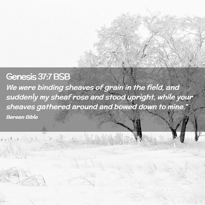Picture 02 - Genesis 37:7 BSB - We were binding sheaves of grain in the field, - Bible Verse Picture