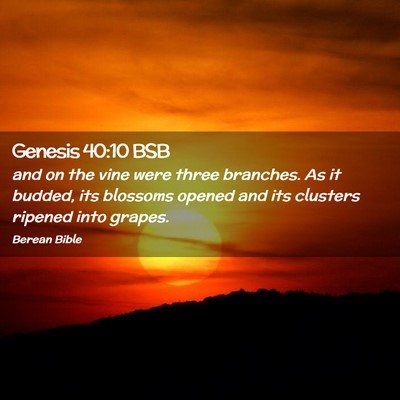 Picture 02 - Genesis 40:10 BSB - and on the vine were three branches. As it - Bible Verse Picture