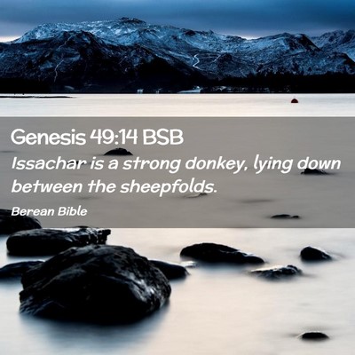 Picture 02 - Genesis 49:14 BSB - Issachar is a strong donkey, lying down between - Bible Verse Picture