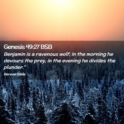 Picture 02 - Genesis 49:27 BSB - Benjamin is a ravenous wolf; in the morning he - Bible Verse Picture