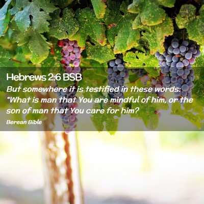 Picture 02 - Hebrews 2:6 BSB - But somewhere it is testified in these words: - Bible Verse Picture