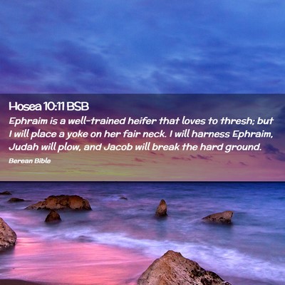 Picture 02 - Hosea 10:11 BSB - Ephraim is a well-trained heifer that loves to - Bible Verse Picture