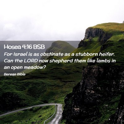 Picture 02 - Hosea 4:16 BSB - For Israel is as obstinate as a stubborn heifer. - Bible Verse Picture
