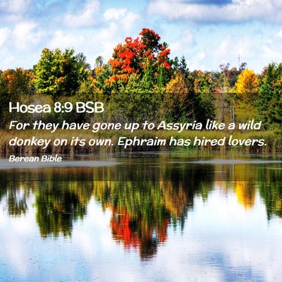 Picture 02 - Hosea 8:9 BSB - For they have gone up to Assyria like a wild - Bible Verse Picture