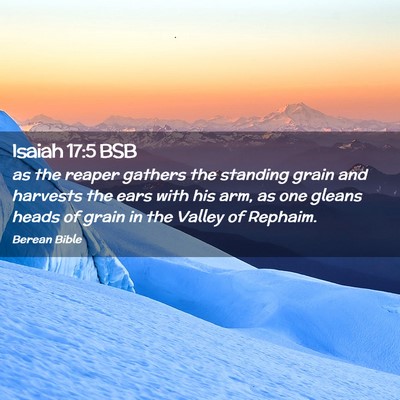 Picture 02 - Isaiah 17:5 BSB - as the reaper gathers the standing grain and - Bible Verse Picture