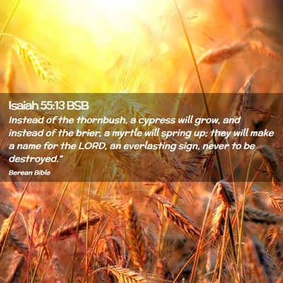 Picture 02 - Isaiah 55:13 BSB - Instead of the thornbush, a cypress will grow, - Bible Verse Picture