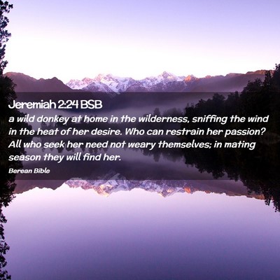 Picture 02 - Jeremiah 2:24 BSB - a wild donkey at home in the wilderness, sniffing - Bible Verse Picture
