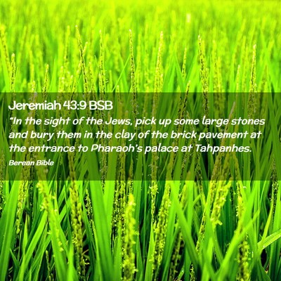 Picture 02 - Jeremiah 43:9 BSB - “In the sight of the Jews, pick up some large - Bible Verse Picture