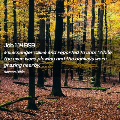 Picture 02 - Job 1:14 BSB - a messenger came and reported to Job: “While - Bible Verse Picture