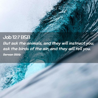 Picture 02 - Job 12:7 BSB - But ask the animals, and they will instruct you; - Bible Verse Picture