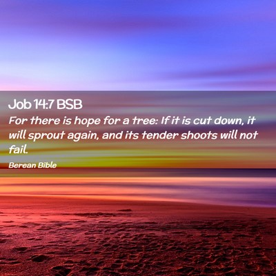 Picture 02 - Job 14:7 BSB - For there is hope for a tree: If it is cut down, - Bible Verse Picture
