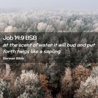 Picture 02 - Job 14:9 BSB - at the scent of water it will bud and put forth - Bible Verse Picture