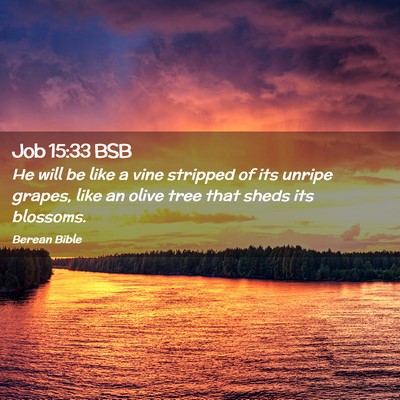 Picture 02 - Job 15:33 BSB - He will be like a vine stripped of its unripe - Bible Verse Picture