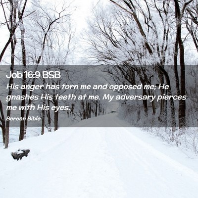 Picture 02 - Job 16:9 BSB - His anger has torn me and opposed me; He gnashes - Bible Verse Picture