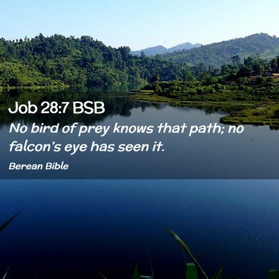 Picture 02 - Job 28:7 BSB - No bird of prey knows that path; no falcon’s - Bible Verse Picture
