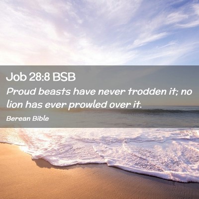 Picture 02 - Job 28:8 BSB - Proud beasts have never trodden it; no lion has - Bible Verse Picture