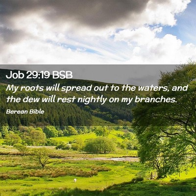 Picture 02 - Job 29:19 BSB - My roots will spread out to the waters, and the - Bible Verse Picture