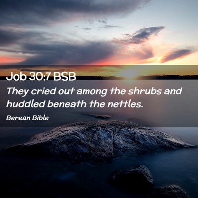 Picture 02 - Job 30:7 BSB - They cried out among the shrubs and huddled - Bible Verse Picture