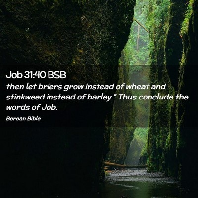 Picture 02 - Job 31:40 BSB - then let briers grow instead of wheat and - Bible Verse Picture