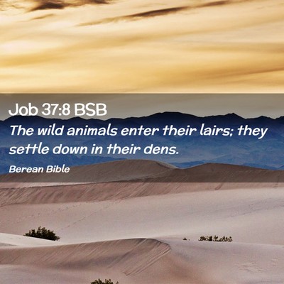 Picture 02 - Job 37:8 BSB - The wild animals enter their lairs; they settle - Bible Verse Picture