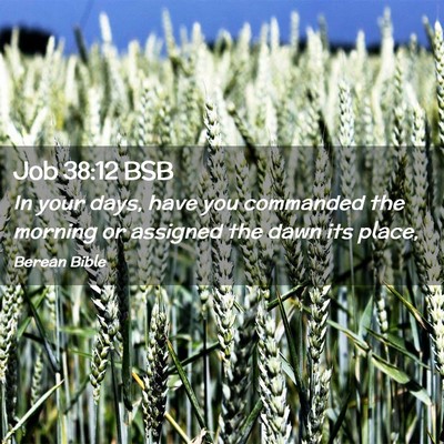 Picture 02 - Job 38:12 BSB - In your days, have you commanded the morning or - Bible Verse Picture