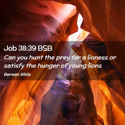 Picture 02 - Job 38:39 BSB - Can you hunt the prey for a lioness or satisfy - Bible Verse Picture