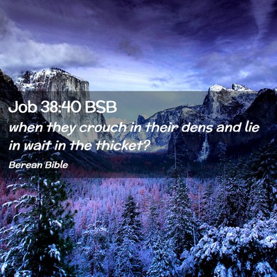 Picture 02 - Job 38:40 BSB - when they crouch in their dens and lie in wait in - Bible Verse Picture