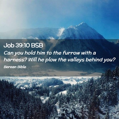 Picture 02 - Job 39:10 BSB - Can you hold him to the furrow with a harness? - Bible Verse Picture