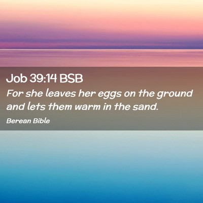 Picture 02 - Job 39:14 BSB - For she leaves her eggs on the ground and lets - Bible Verse Picture