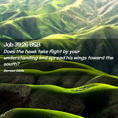 Picture 02 - Job 39:26 BSB - Does the hawk take flight by your understanding - Bible Verse Picture
