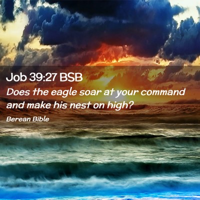 Picture 02 - Job 39:27 BSB - Does the eagle soar at your command and make his - Bible Verse Picture