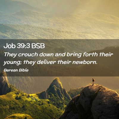 Picture 02 - Job 39:3 BSB - They crouch down and bring forth their young; - Bible Verse Picture
