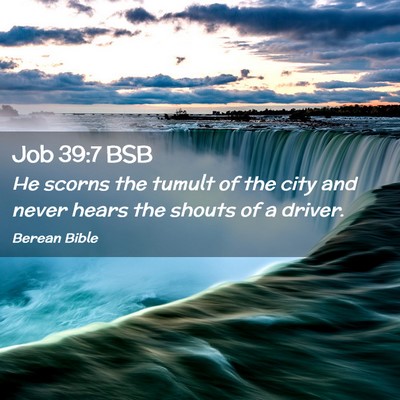 Picture 02 - Job 39:7 BSB - He scorns the tumult of the city and never hears - Bible Verse Picture