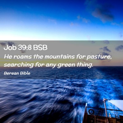 Picture 02 - Job 39:8 BSB - He roams the mountains for pasture, searching for - Bible Verse Picture