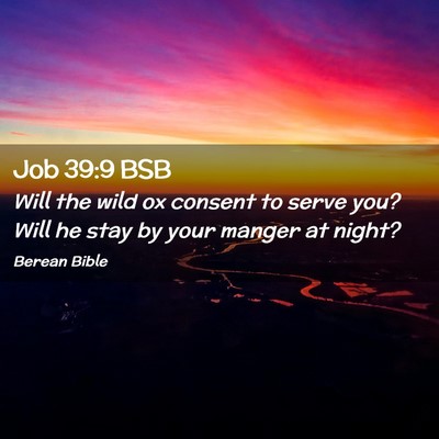 Picture 02 - Job 39:9 BSB - Will the wild ox consent to serve you? Will he - Bible Verse Picture