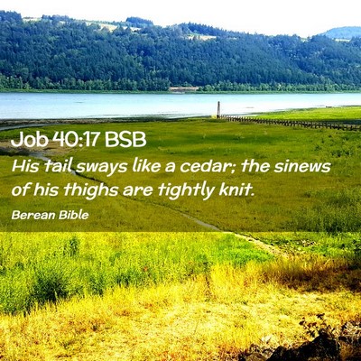Picture 02 - Job 40:17 BSB - His tail sways like a cedar; the sinews of his - Bible Verse Picture
