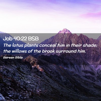 Picture 02 - Job 40:22 BSB - The lotus plants conceal him in their shade; the - Bible Verse Picture
