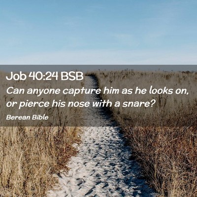 Picture 02 - Job 40:24 BSB - Can anyone capture him as he looks on, or pierce - Bible Verse Picture