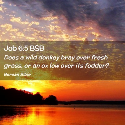 Picture 02 - Job 6:5 BSB - Does a wild donkey bray over fresh grass, or an - Bible Verse Picture