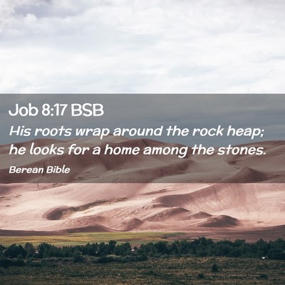 Picture 02 - Job 8:17 BSB - His roots wrap around the rock heap; he looks for - Bible Verse Picture