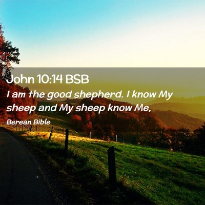 Picture 02 - John 10:14 BSB - I am the good shepherd. I know My sheep and My - Bible Verse Picture