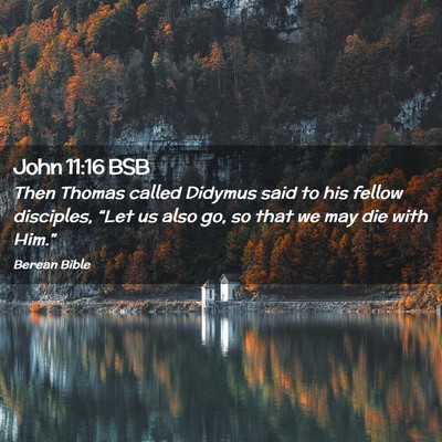 Picture 02 - John 11:16 BSB - Then Thomas called Didymus said to his fellow - Bible Verse Picture