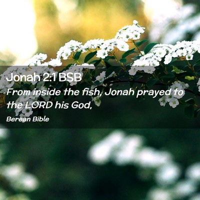 Picture 02 - Jonah 2:1 BSB - From inside the fish, Jonah prayed to the LORD - Bible Verse Picture