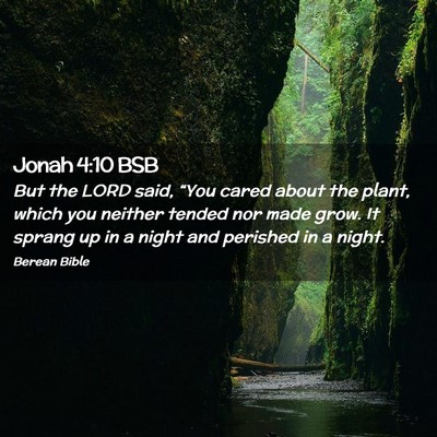 Picture 02 - Jonah 4:10 BSB - But the LORD said, “You cared about the plant, - Bible Verse Picture