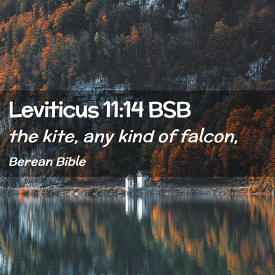 Picture 02 - Leviticus 11:14 BSB - the kite, any kind of - Bible Verse Picture