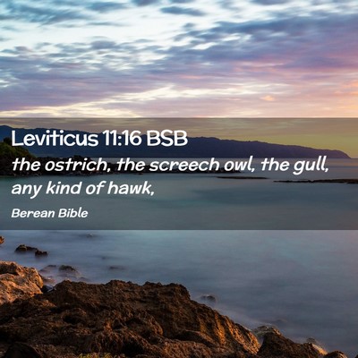 Picture 02 - Leviticus 11:16 BSB - the ostrich, the screech owl, the gull, any kind - Bible Verse Picture
