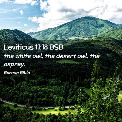 Picture 02 - Leviticus 11:18 BSB - the white owl, the desert owl, the - Bible Verse Picture